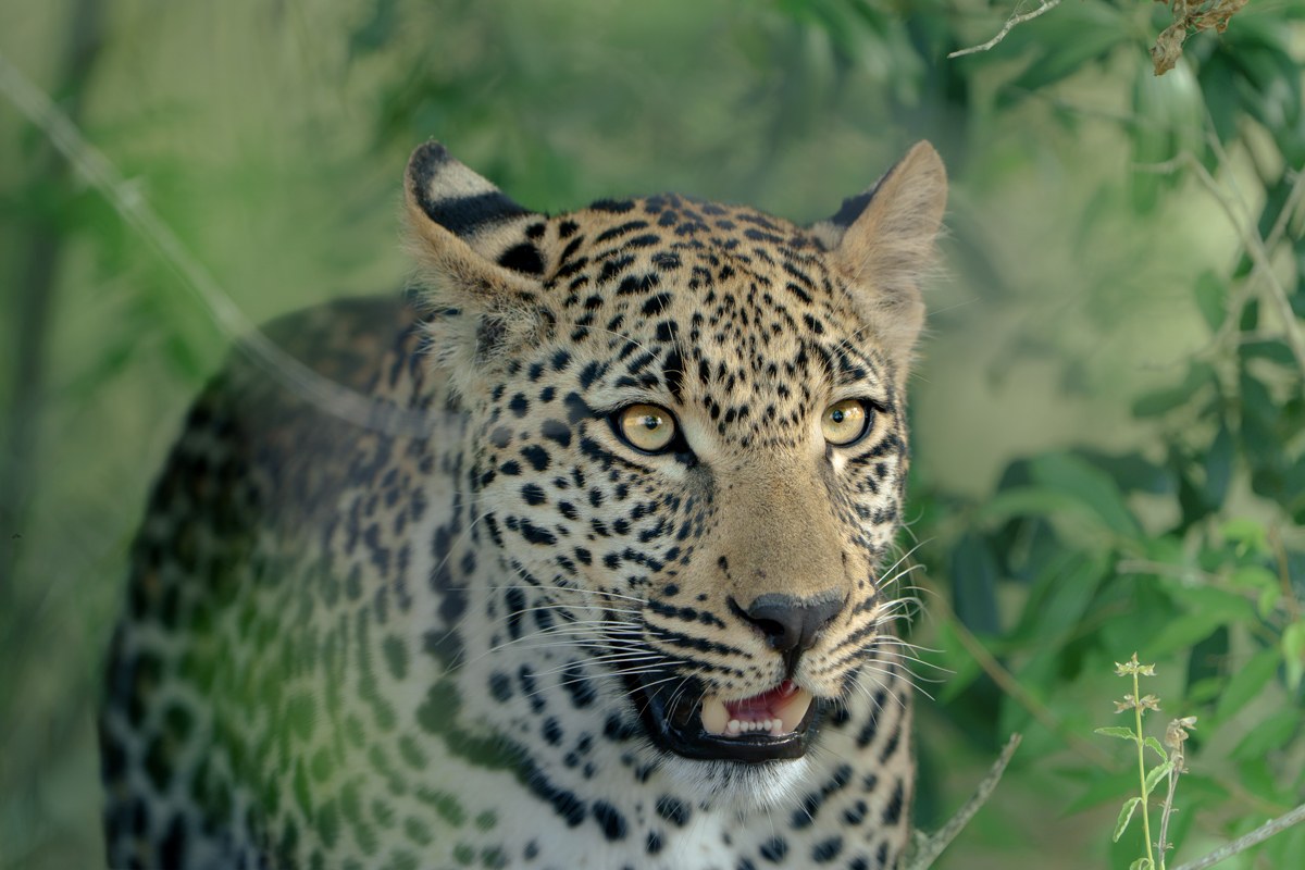 Tengile the leopard pauses for a moment before moving through her territory