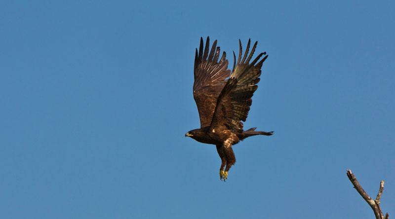 Flights Of Fancyphoto