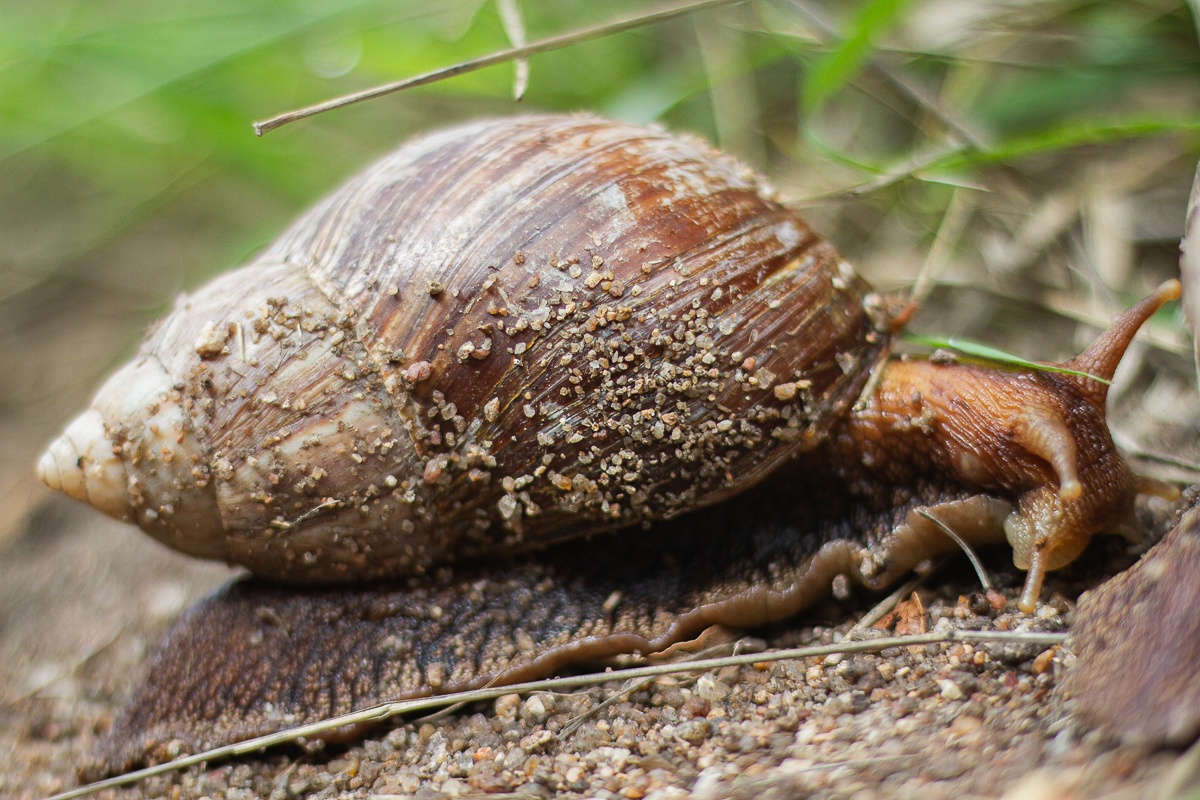 B05Daniel Greyvenstein African Land Snail 041122 B05Daniel Greyvenstein African Land Snail 041122