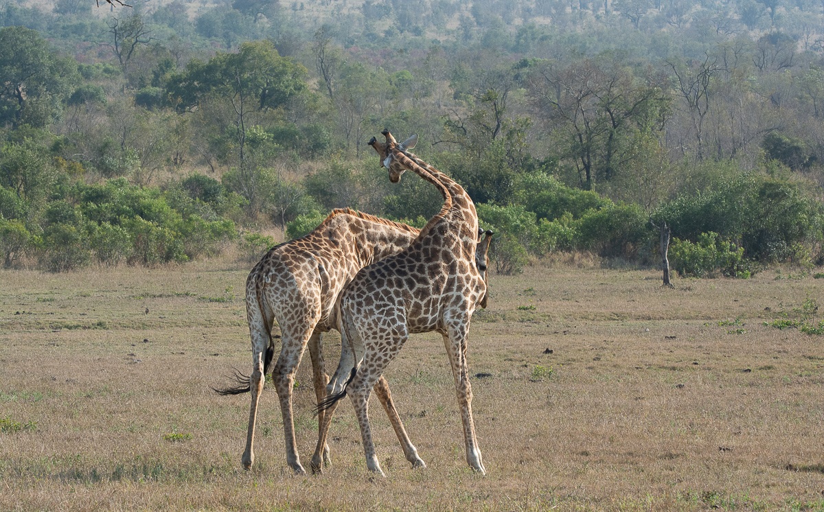 Two giraffes walk side by side in the unspoiled surroundings. Two giraffes walk side by side in the unspoiled surroundings.