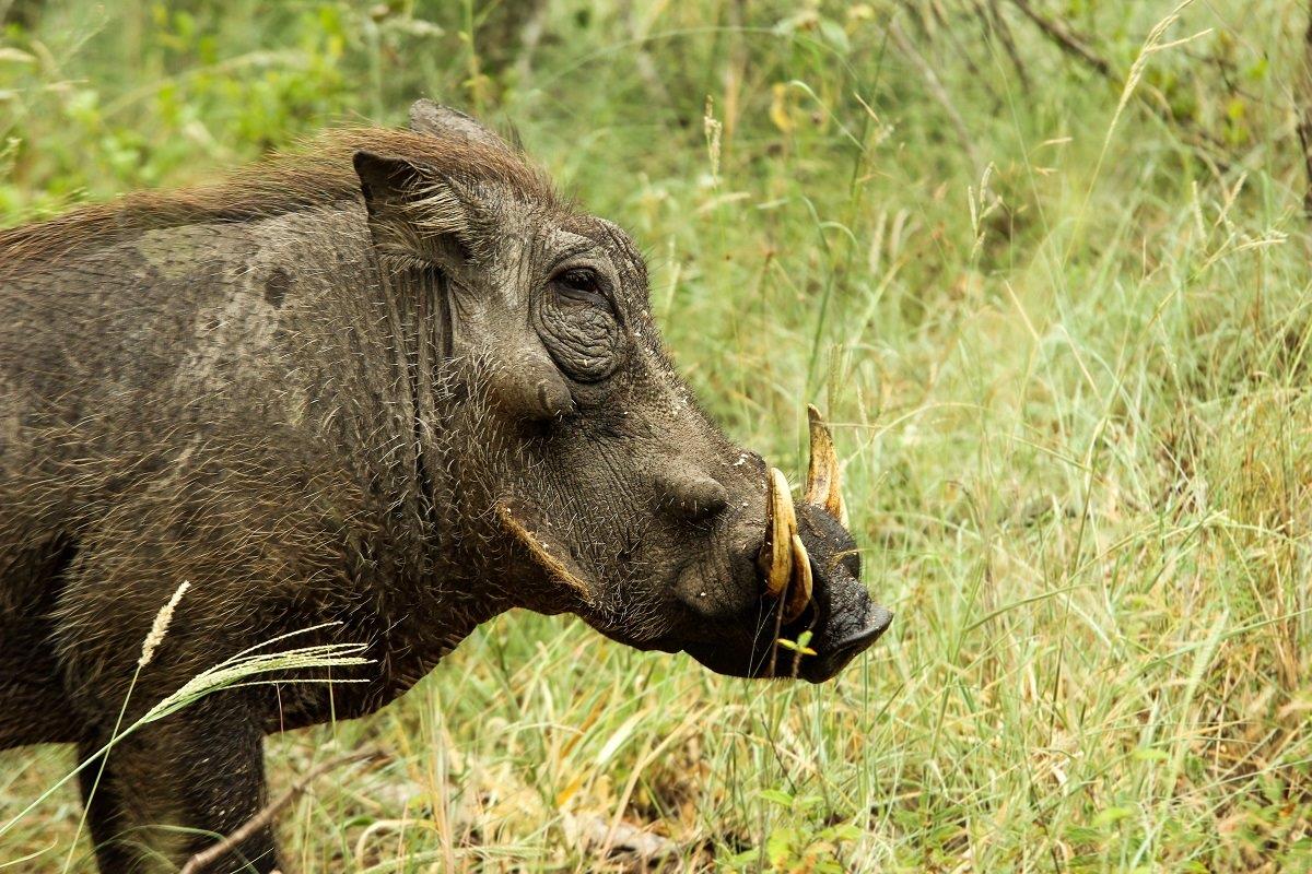 A close-up of a male warthog and its intimidating tusks. A close-up of a male warthog and its intimidating tusks.