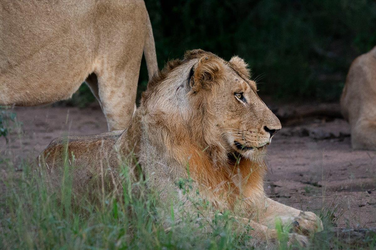 The Styx Pride has been roaming around our reserve near Selati Camp and we often find them resting with full stomachs. The Styx Pride has been roaming around our reserve near Selati Camp and we often find them resting with full stomachs.