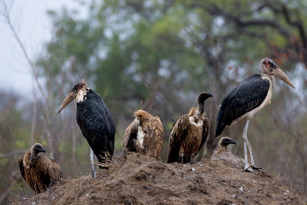 Sabi Sabi Ronald Mutero Vultures Sabi Sabi Ronald Mutero Vultures
