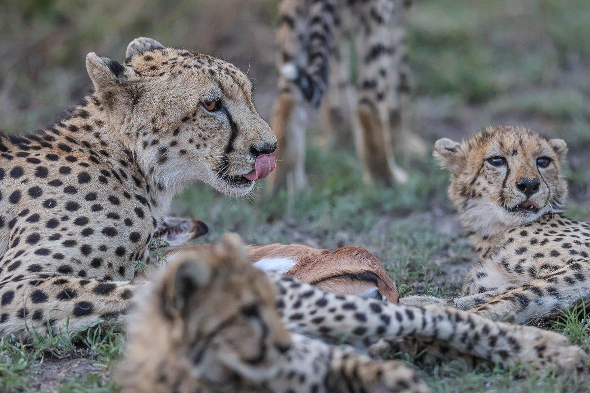A coalition of cheetahs rests and feeds on an impala kill. A coalition of cheetahs rests and feeds on an impala kill.