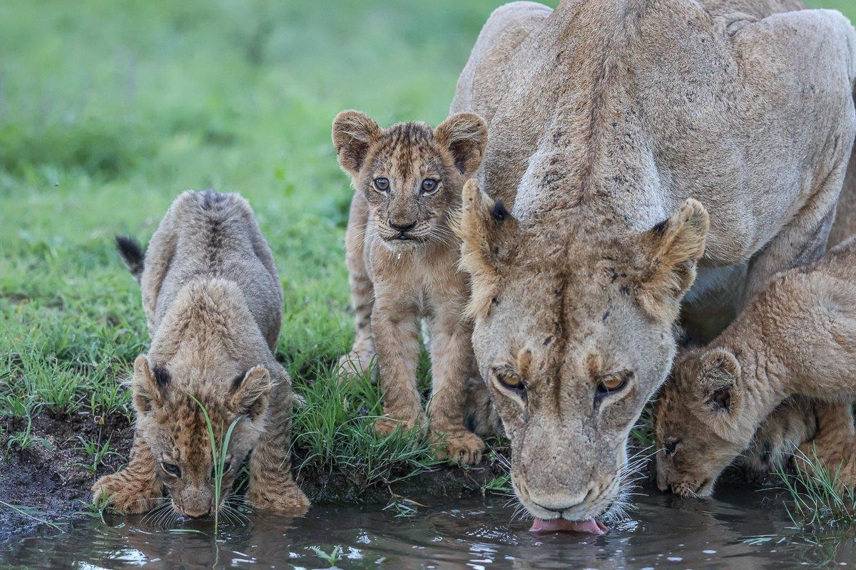 Sabi Sabi Ruan Mey Styx Pride Drinking Water Sabi Sabi Ruan Mey Styx Pride Drinking Water