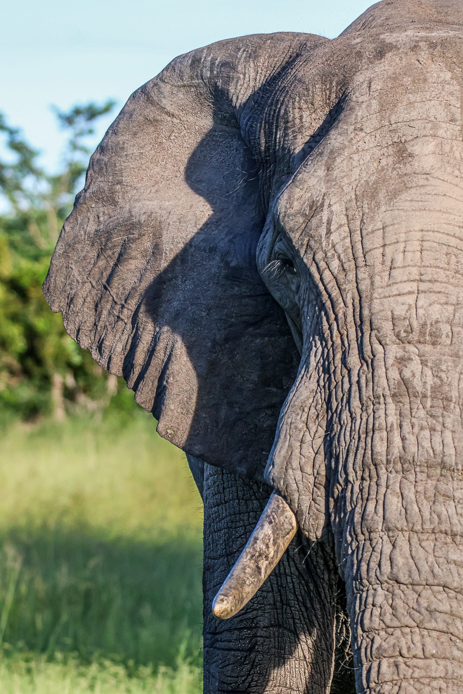A close-up of a bull elephant in musth. A close-up of a bull elephant in musth.