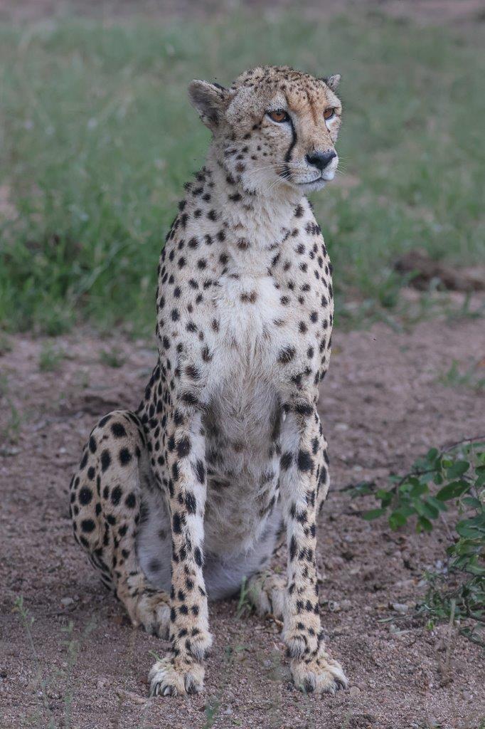 Sabi Sabi Ruan Mey Cheetah On Alert Sabi Sabi Ruan Mey Cheetah On Alert