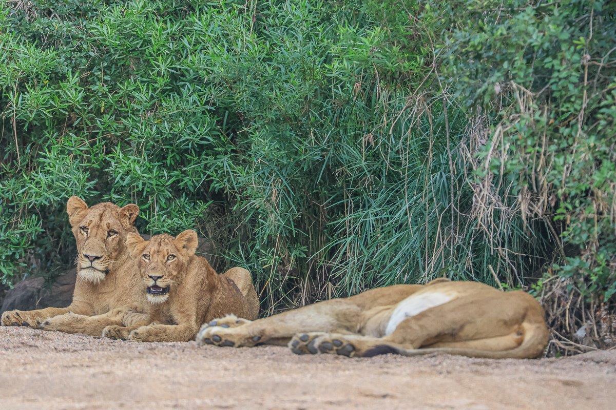 Members of the Southern Pride rest in the north of the reserve. Members of the Southern Pride rest in the north of the reserve.