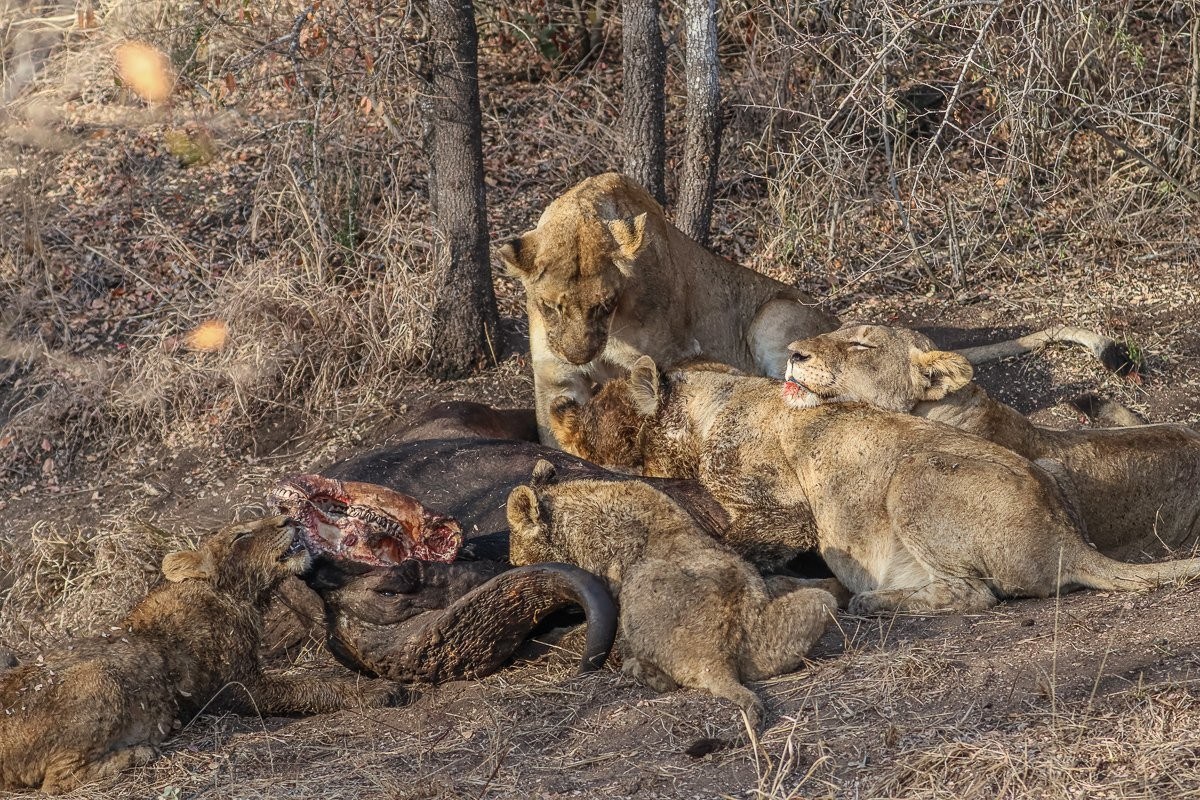 Sabi Sabi Ruan Mey Msuthlu Lions Eating Sabi Sabi Ruan Mey Msuthlu Lions Eating