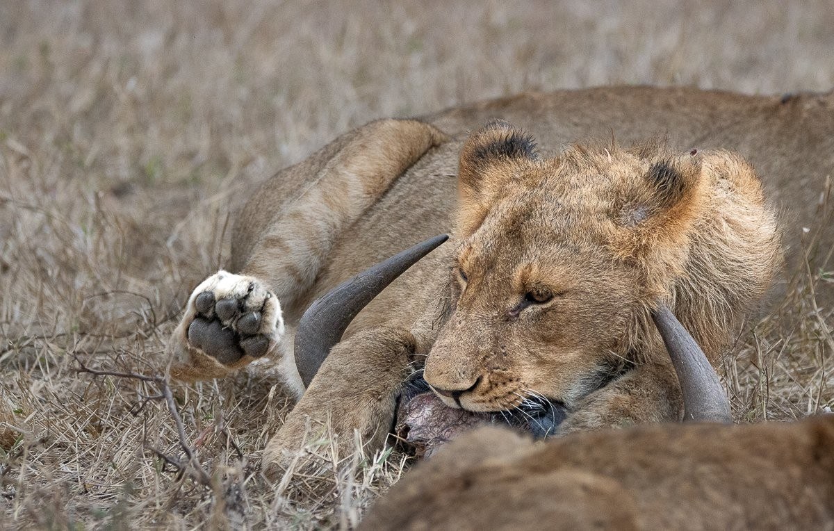 A member of the Msuthlu pride feasts. A member of the Msuthlu pride feasts.