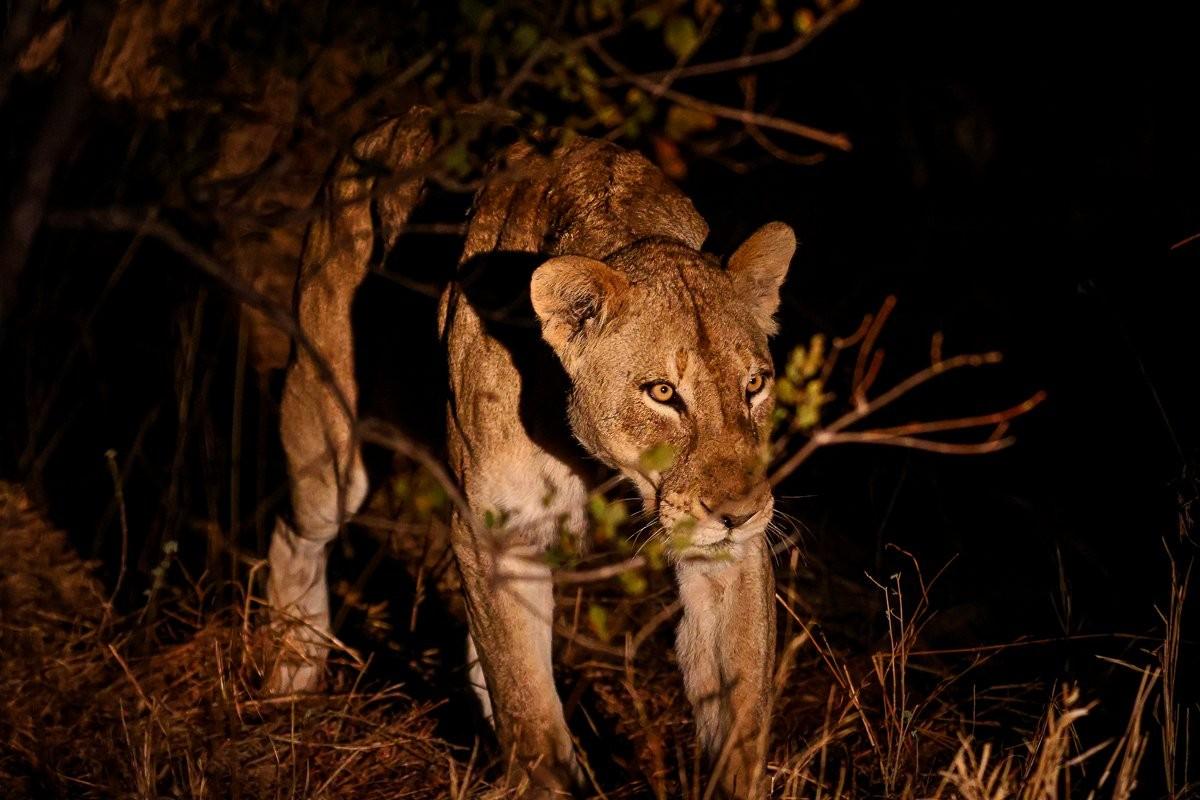 Msuthlu lioness walking in the dark