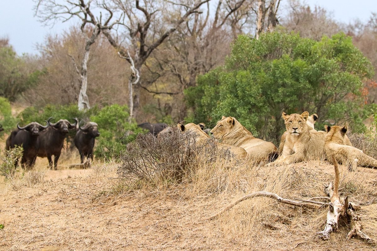 Sabi Sabi Jana Du Plessis Msuthlu Lions And Buffalo Sabi Sabi Jana Du Plessis Msuthlu Lions And Buffalo