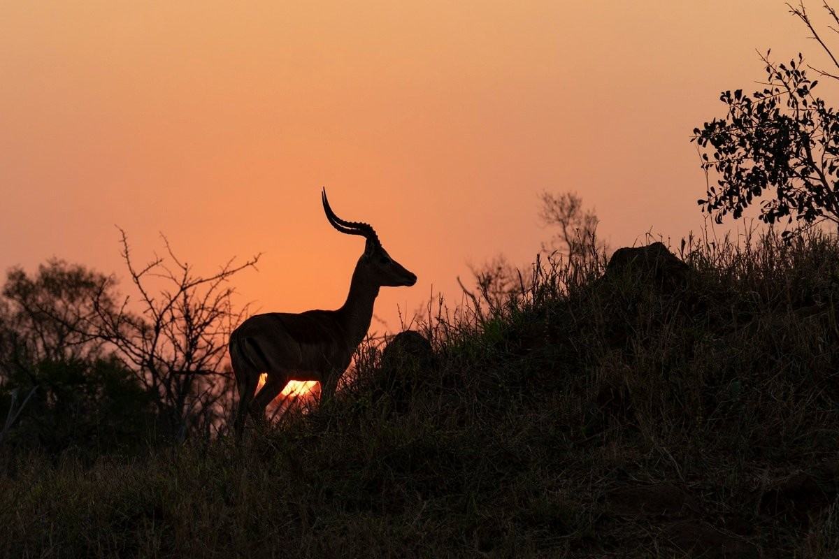 Sabi Sabi Benjamin Loon Impala Silhouette Sabi Sabi Benjamin Loon Impala Silhouette