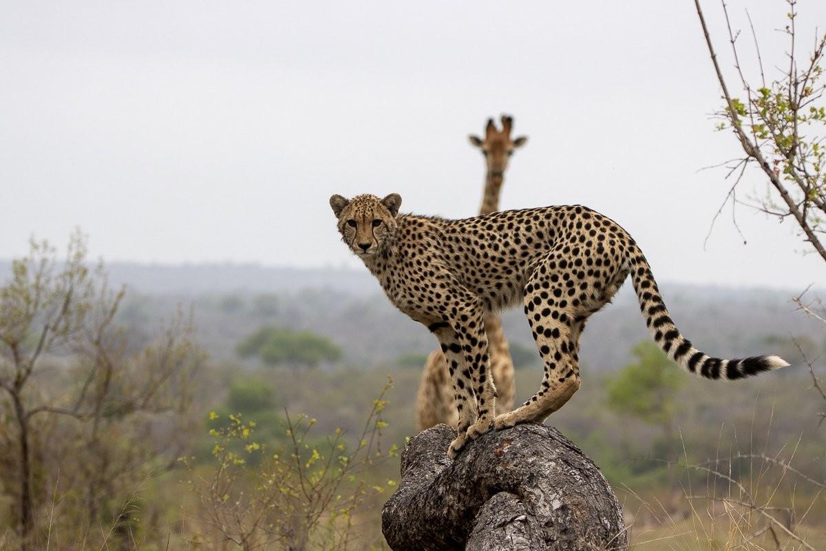 Sabi Sabi Ronald Mutero Cheetah And Giraffe Sabi Sabi Ronald Mutero Cheetah And Giraffe