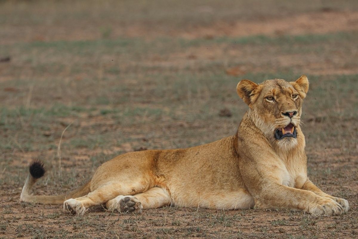 A lion from the Southern pride. A lion from the Southern pride.