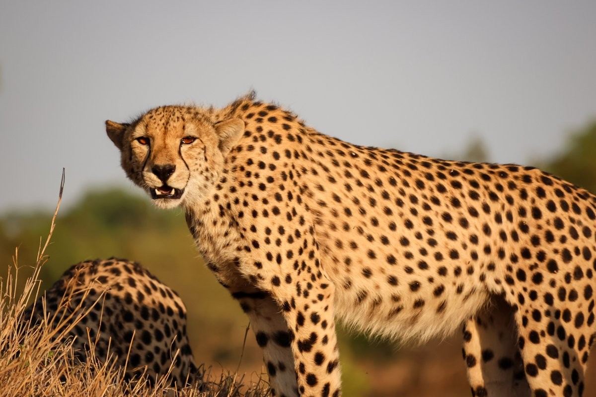 Sabi Sabi Jan Nel Cheetah