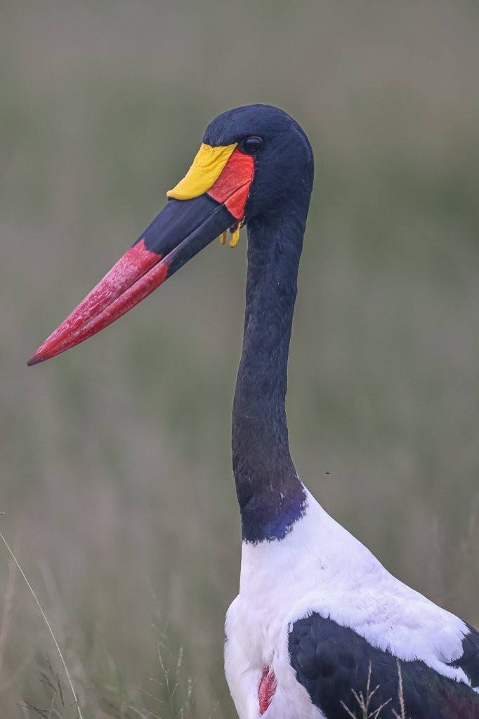 A saddle-billed stork. 