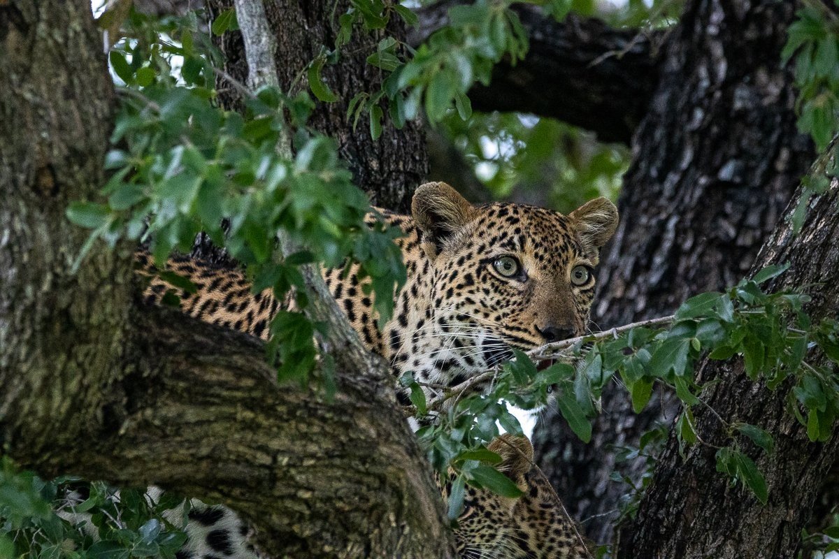 Sabi Sabi Ronald Mutero Tengile