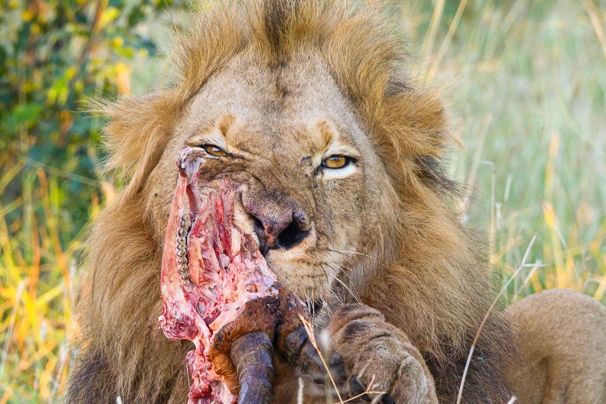 Sabi Sabi Jana Du Plessis Lion Male Dominating Kill