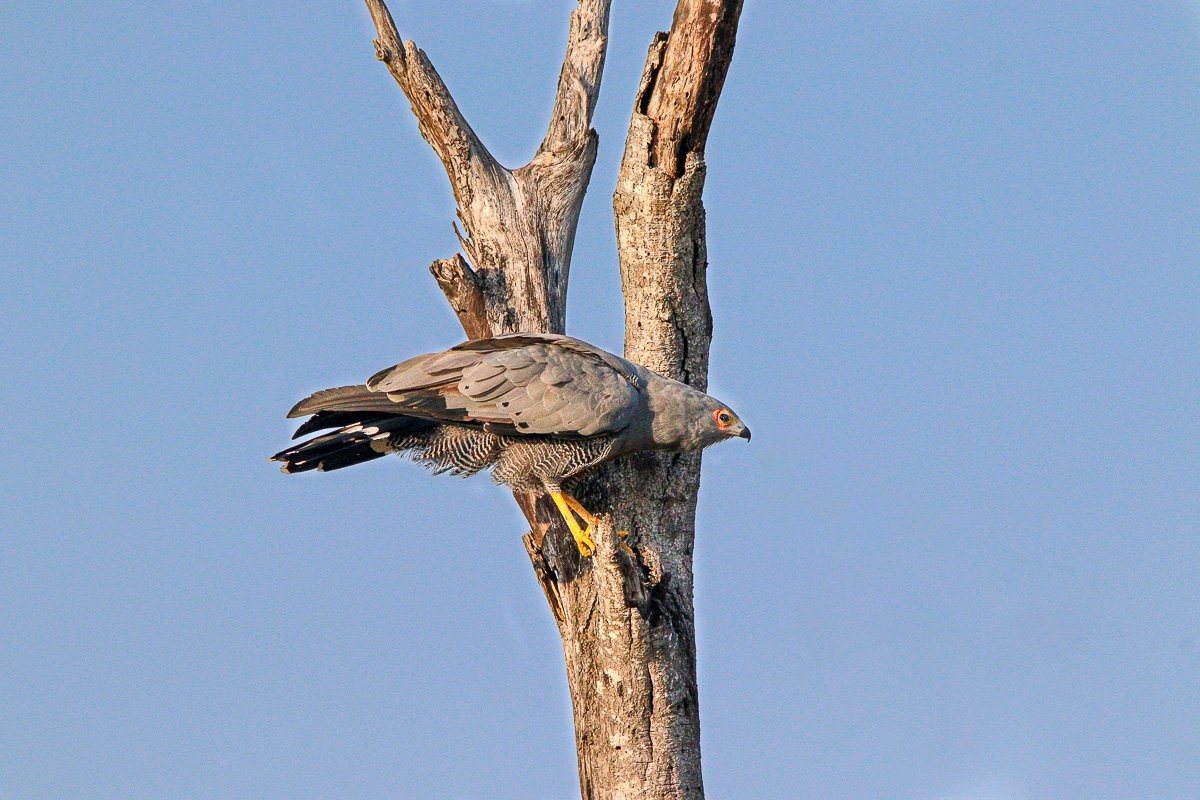 African Harrier Hawk searching tree bark and crevices for prey