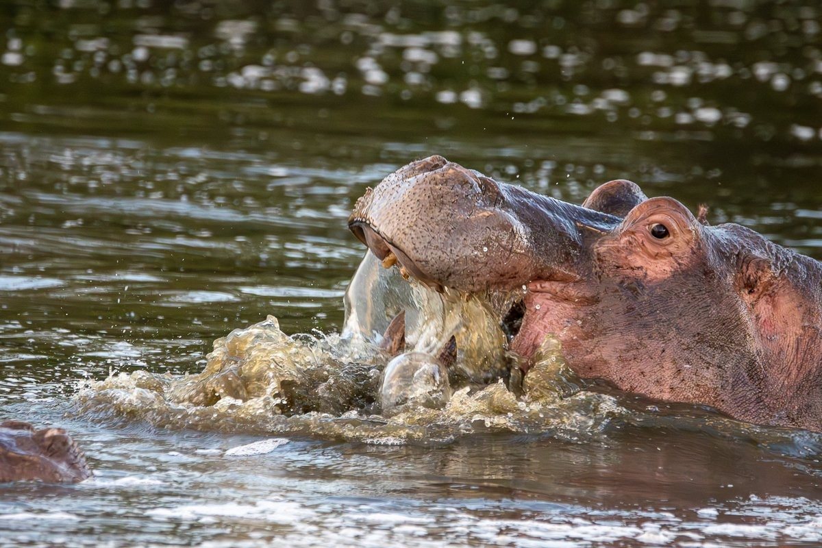 Dominant bull hippo yawning widely and displaying its impressive tusks.