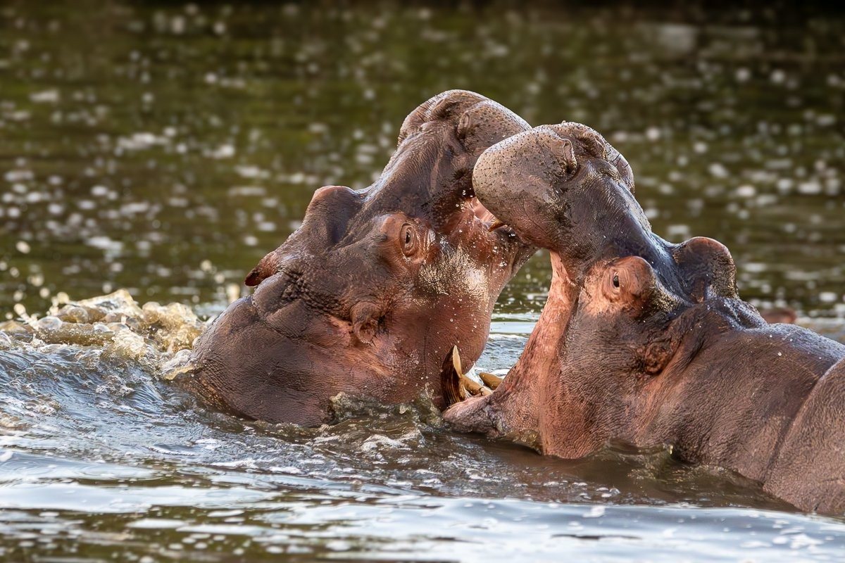 Hippo family interacting playfully in a calm river during the afternoon.