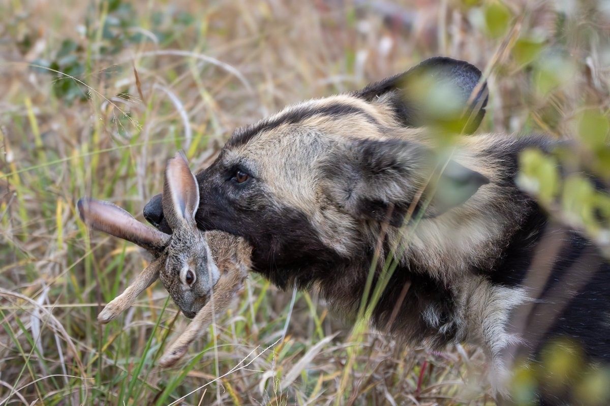 African wild dog carrying a freshly caught scrub hare.