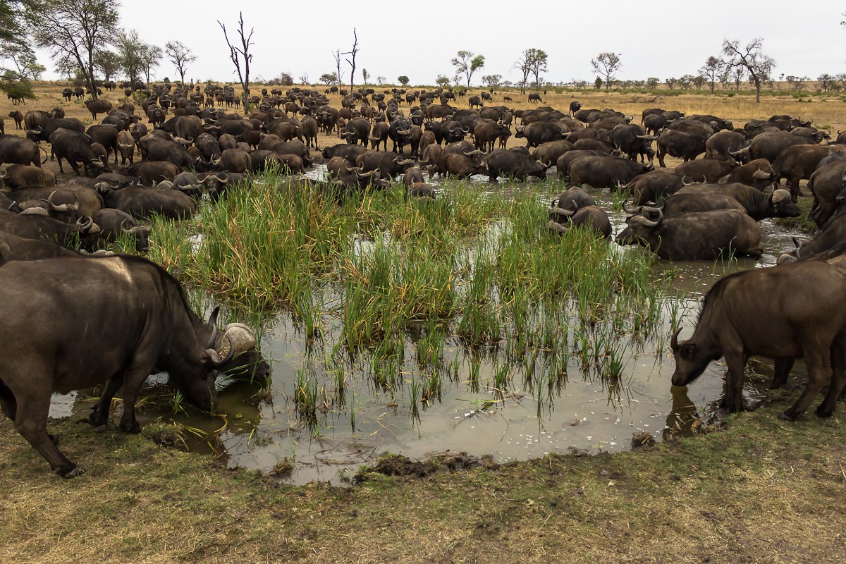 A herd of buffalo at a water source during the dry season