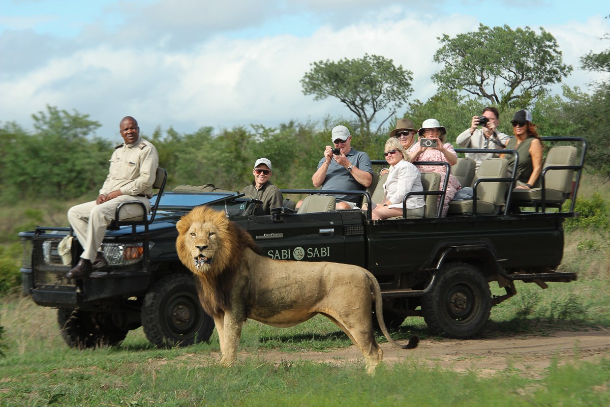 The Sabi Sabi safari vehicle stops close up to a lion for guests to witness