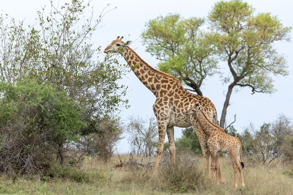 Newborn giraffe calf standing close to its mother in the African bush.
