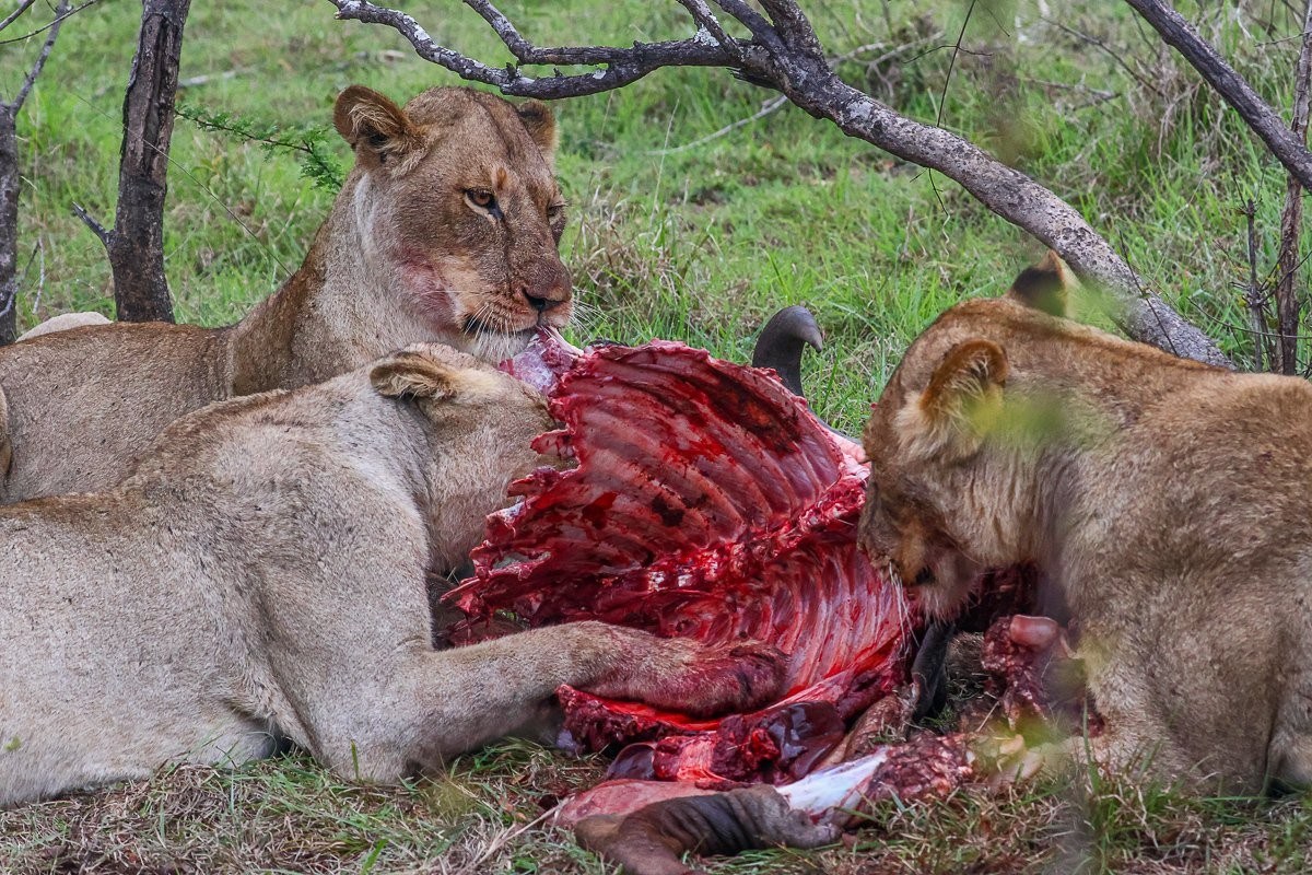 Msuthlu lioness feeding on a wildebeest kill.