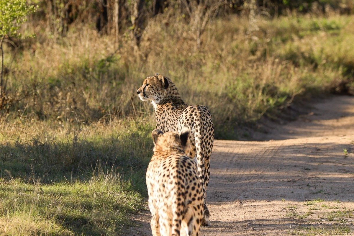 Two male cheetahs walking together along the road 
