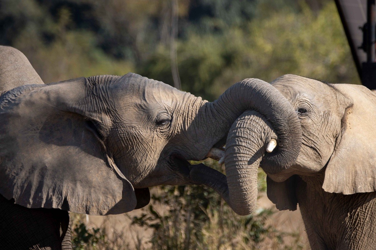 Two elephants bulls wrestling with their trunks and tusks