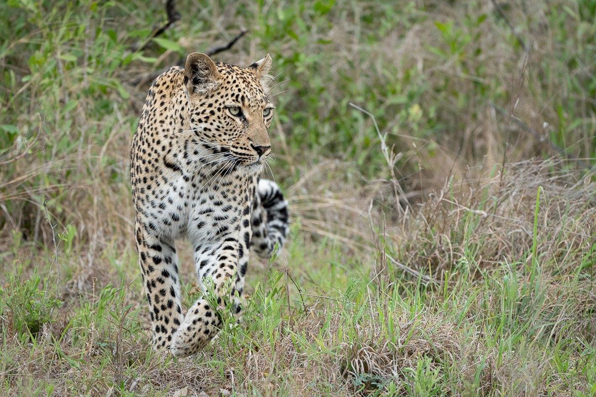 Marking her area as she went along, she would stop on a few termite mounds to scan her surroundings.
