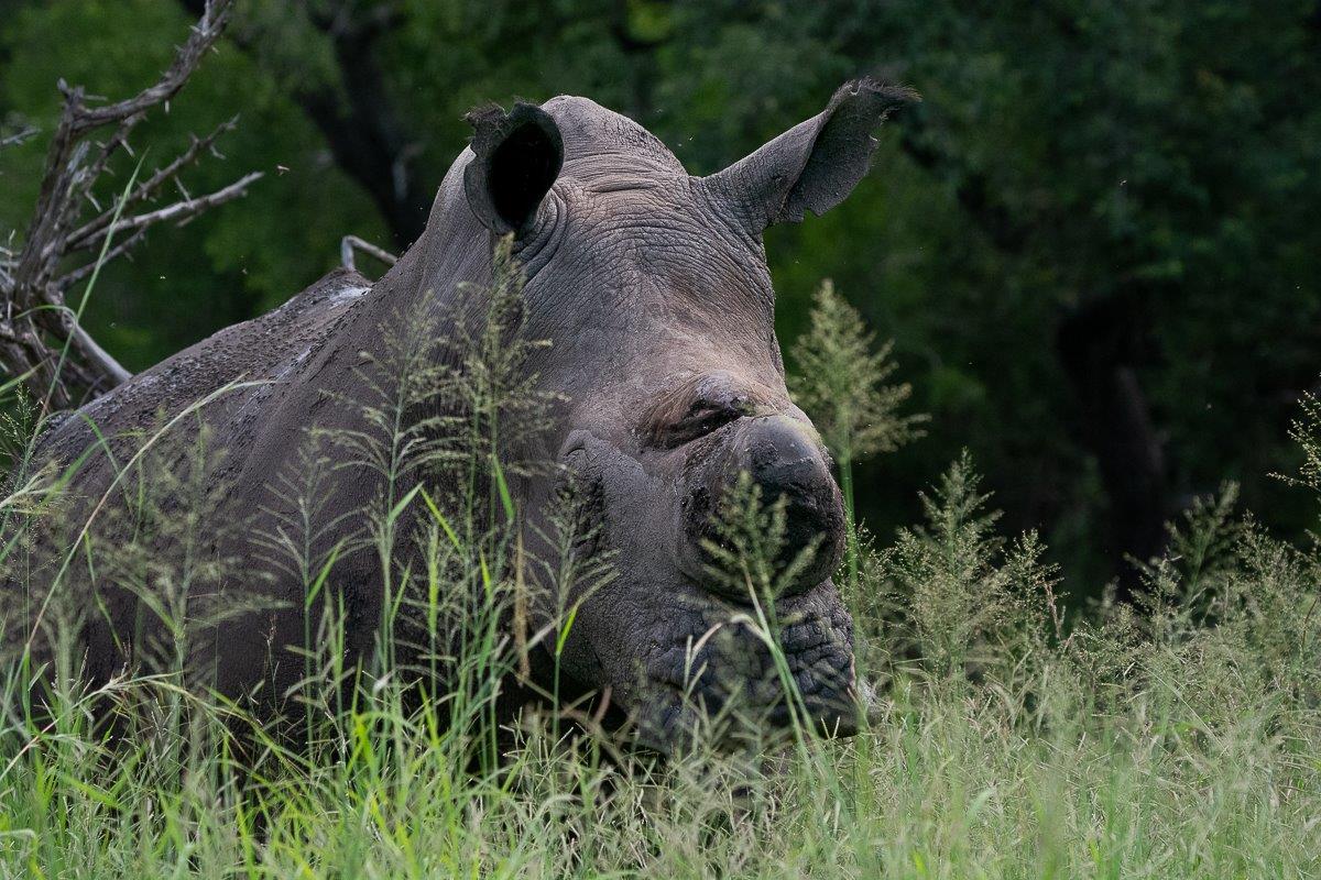 A rhino hides among the tall grasses. A rhino hides among the tall grasses.