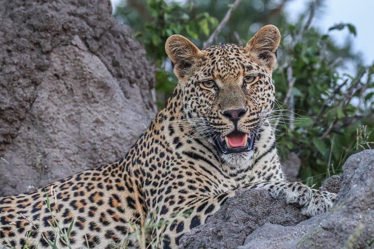 Ruan Mey Nottins Leopard Ruan Mey Nottins Leopard