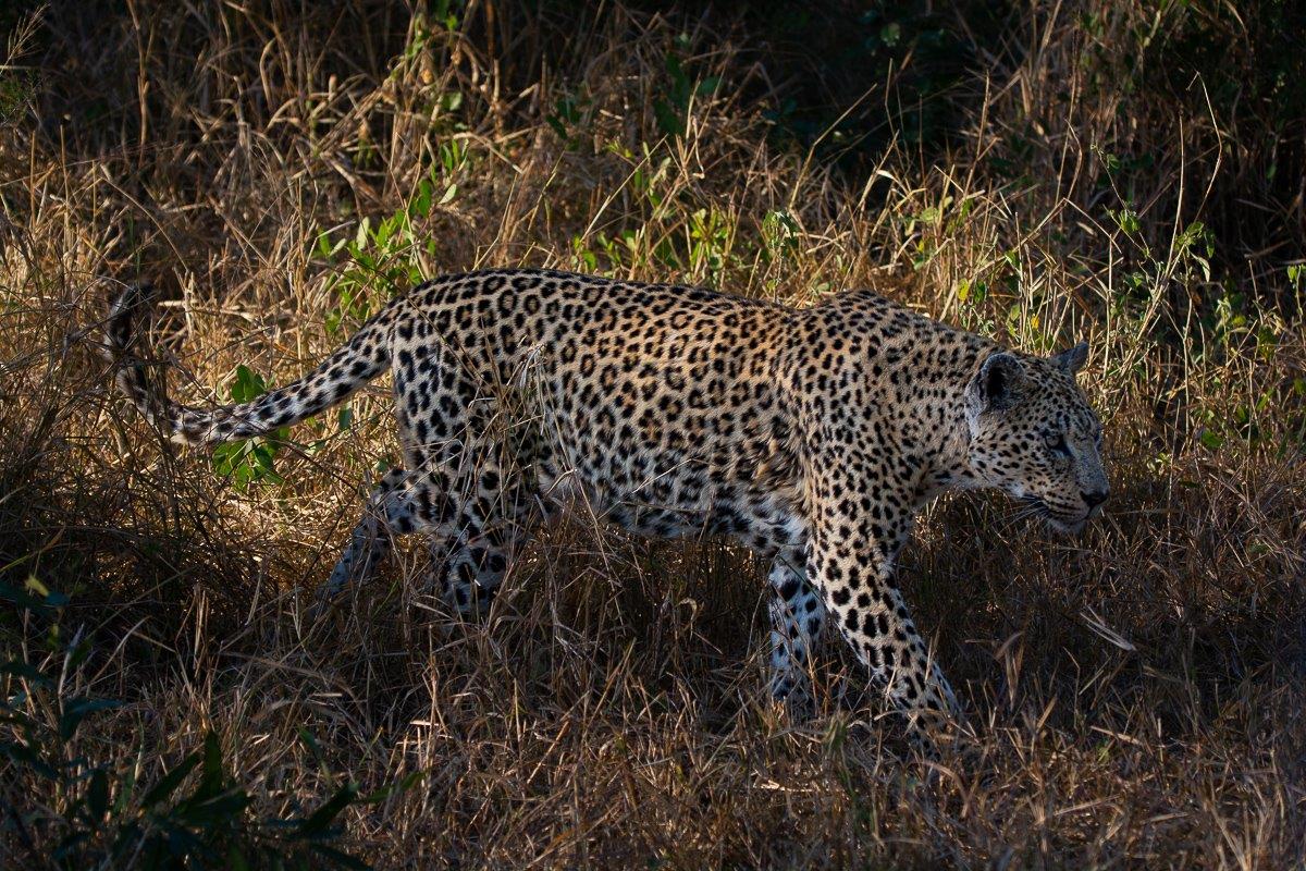 She roams the vast wilderness for sixteen years and counting She roams the vast wilderness for sixteen years and counting