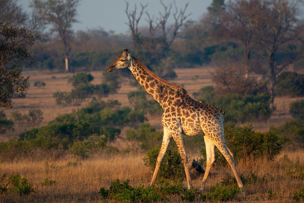 A giraffe marching along A giraffe marching along