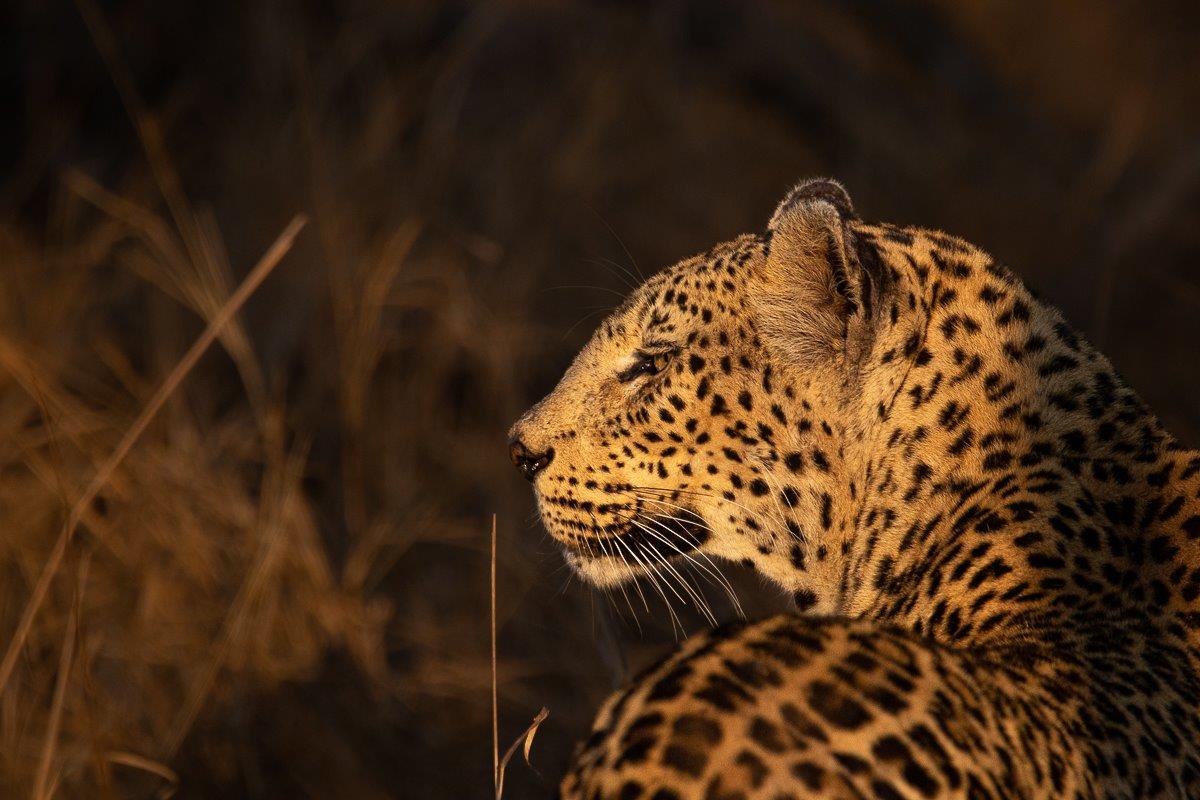 The Mashaba female leopard strolling confidently along the road in Sabi Sabi Reserve. The Mashaba female leopard strolling confidently along the road in Sabi Sabi Reserve.
