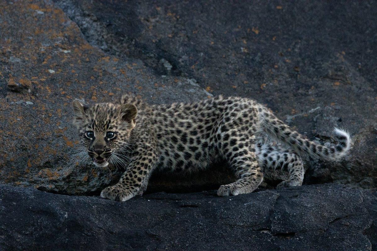 Sabi Sabi Ronald Mutero Golonyi Cub Sabi Sabi Ronald Mutero Golonyi Cub
