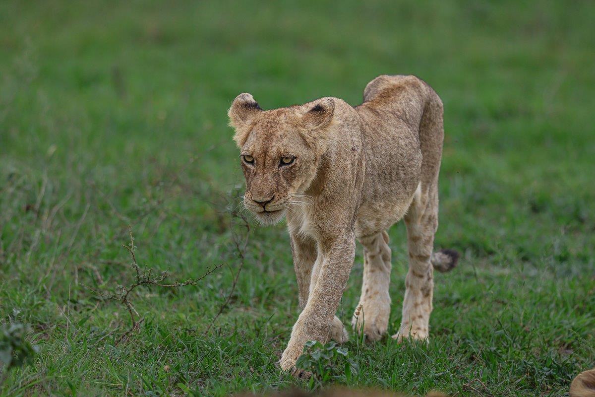 Sabi Sabi Ruan Mey Msuthlu Lion Walks Sabi Sabi Ruan Mey Msuthlu Lion Walks