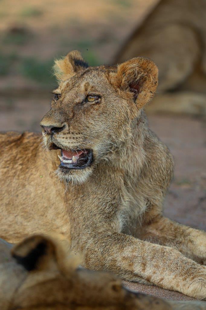 A member of the Southern Pride. A member of the Southern Pride.