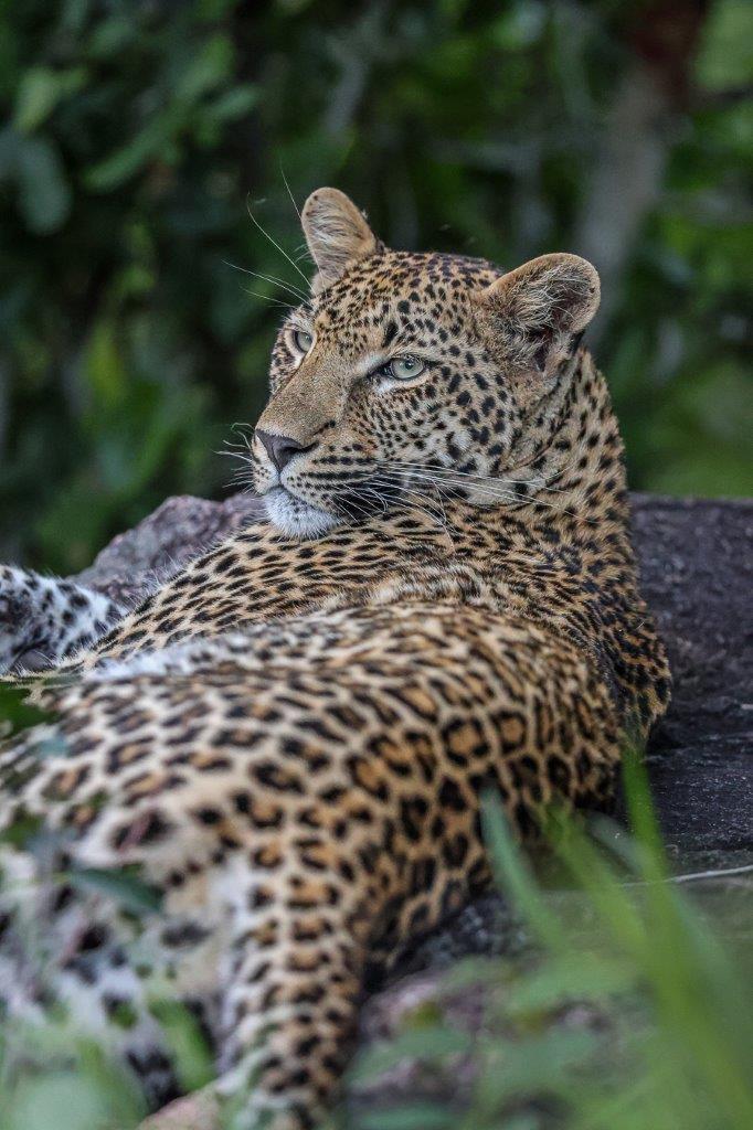 Sabi Sabi Ruan Mey Kurhula Leopard Sabi Sabi Ruan Mey Kurhula Leopard