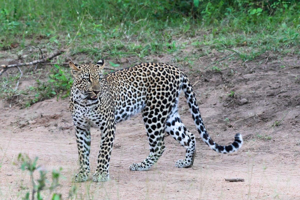 Sabi Sabi Jan Nel Tengile Masungulo Sabi Sabi Jan Nel Tengile Masungulo