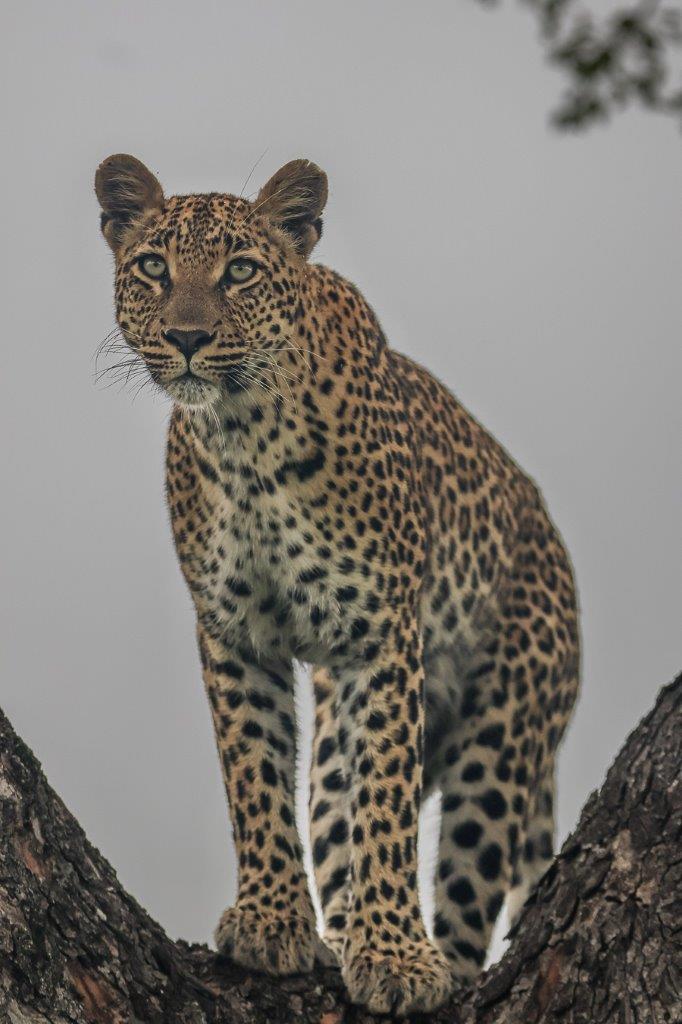 Golonyi, the leopard, scans her surroundings. Golonyi, the leopard, scans her surroundings.