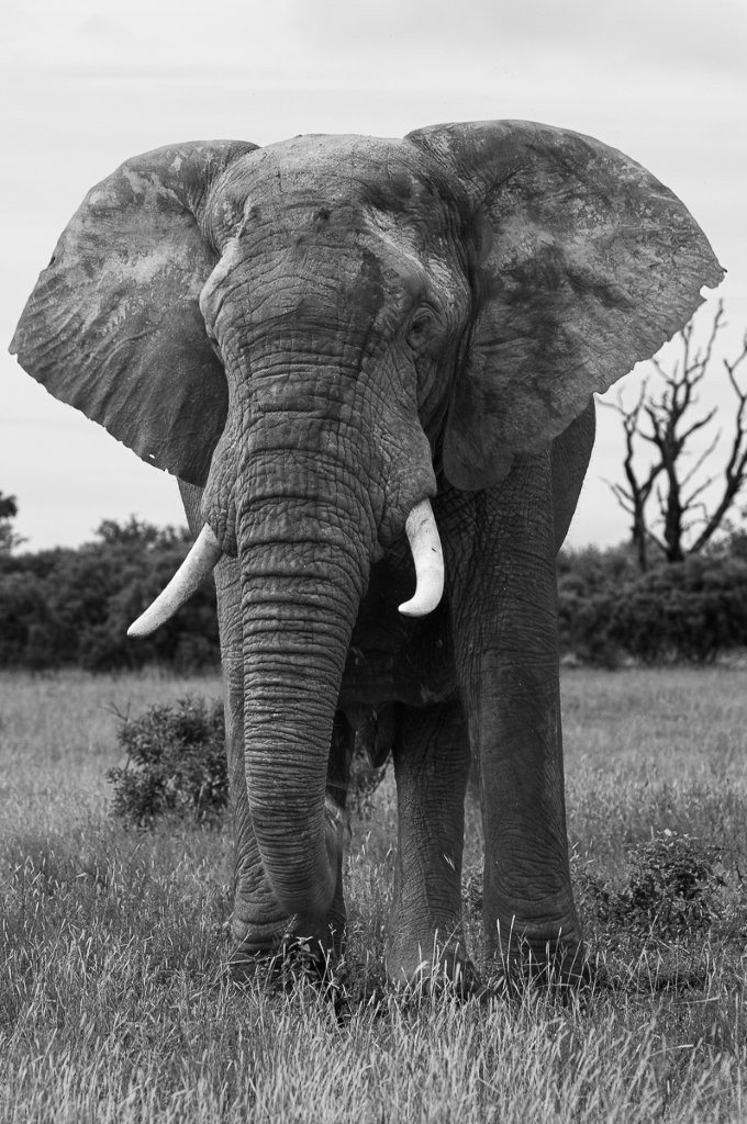 Sabi Sabi Ronald Mutero Elephant Sabi Sabi Ronald Mutero Elephant