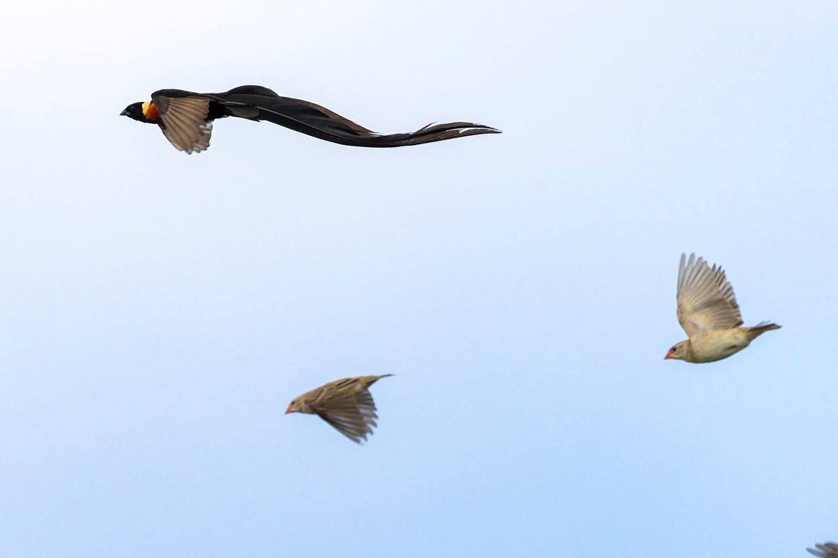 Sabi Sabi Benjamin Loon Paradise Whydah Sabi Sabi Benjamin Loon Paradise Whydah