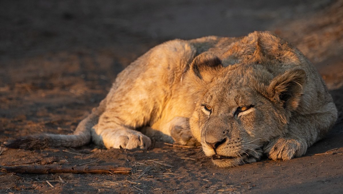 Sabi Sabi Ronald Mutero Msuthlu Lions Rests Sabi Sabi Ronald Mutero Msuthlu Lions Rests
