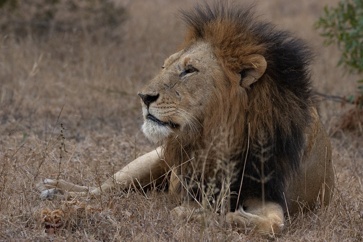 Sabi Sabi Ronald Mutero Gijima Lion Sabi Sabi Ronald Mutero Gijima Lion