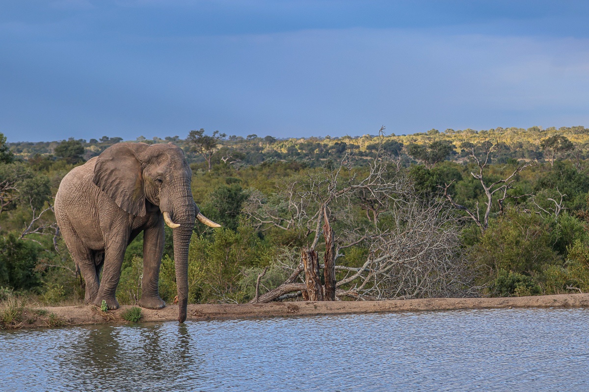 An elephant at a waterhole near Sabi Sabi. An elephant at a waterhole near Sabi Sabi.